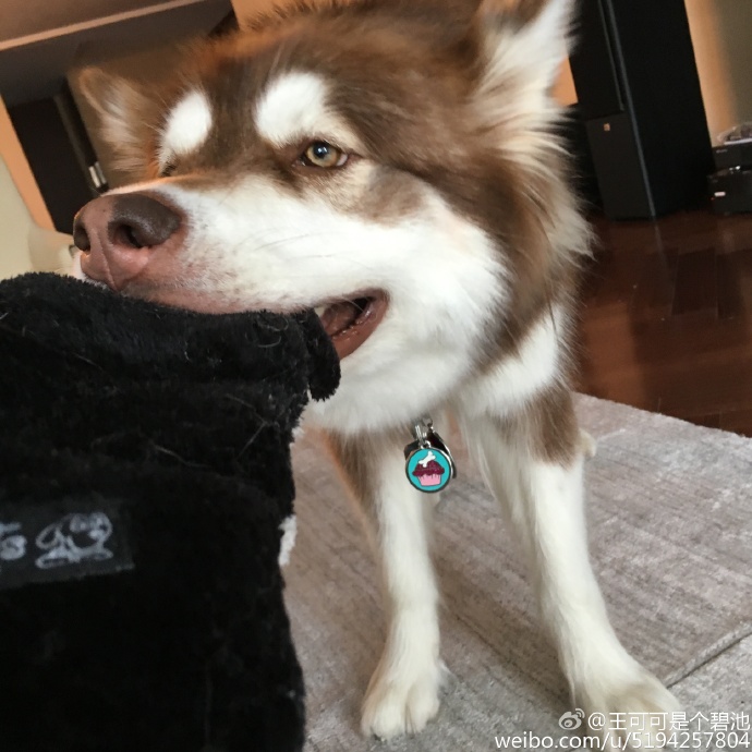 王思聪宠物狗链子,王思聪给爱犬戴项链