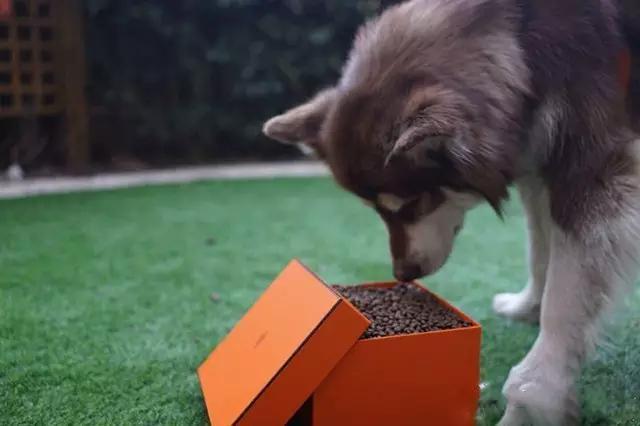 王思聪宠物狗链子,王思聪给爱犬戴项链