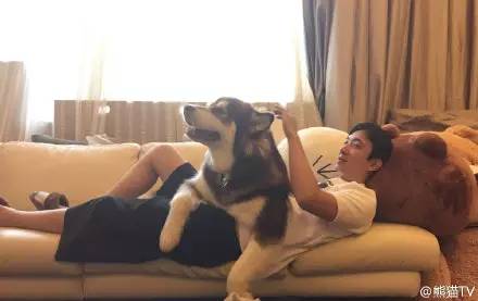 王思聪宠物狗链子,王思聪给爱犬戴项链