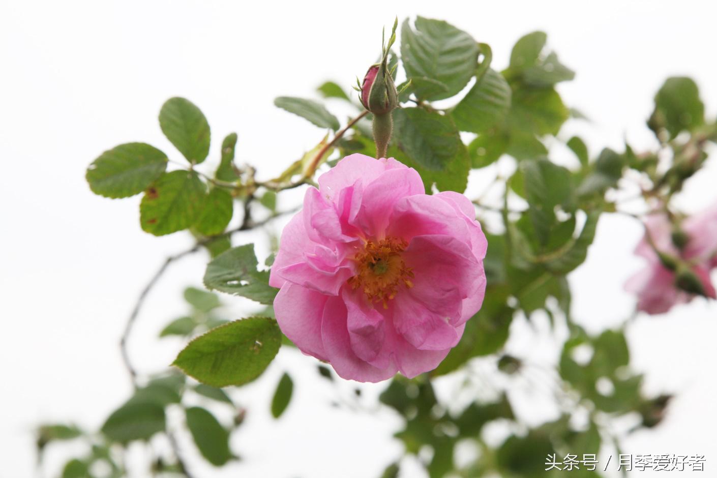 爬墙玫瑰月季与蔷薇区别,蔷薇和玫瑰都属于月季吗