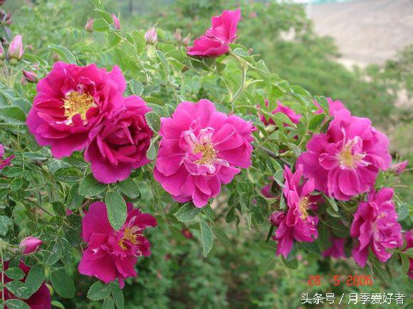 爬墙玫瑰月季与蔷薇区别,蔷薇和玫瑰都属于月季吗