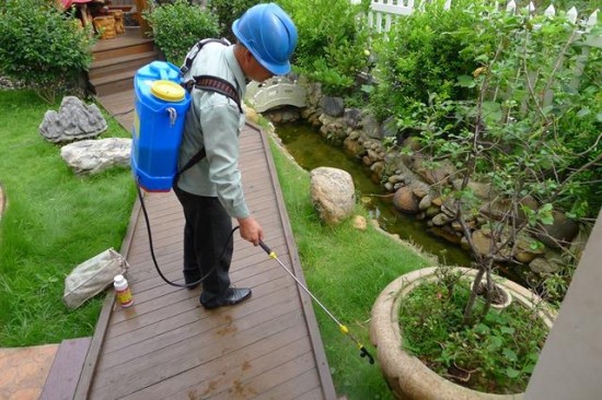 上河城白蚁成灾联名上书谁来管？春夏之际白蚁防治刻不容缓