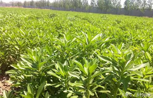 农村有什么好的种植项目,农村种植创业项目推荐