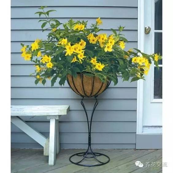 20种常见植物,常见的热带植物盆栽