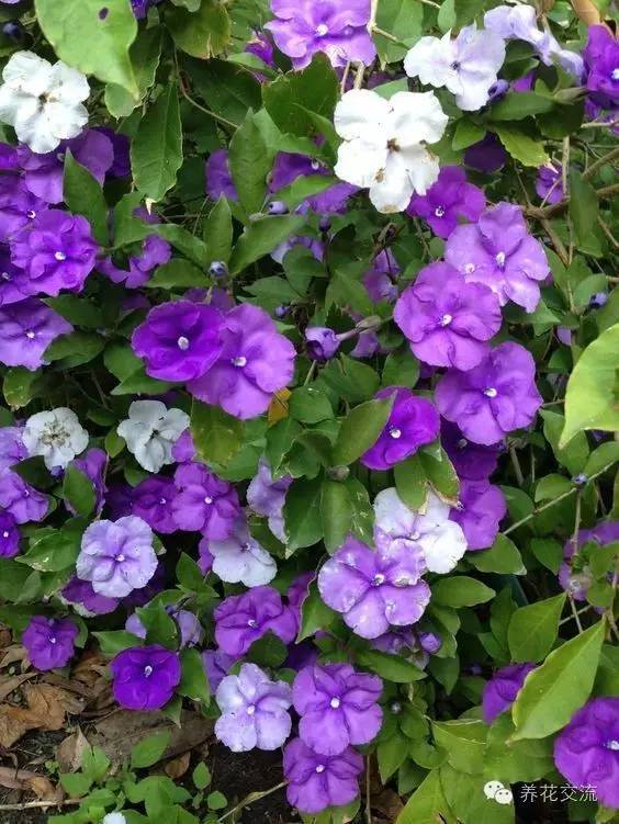 20种常见植物,常见的热带植物盆栽