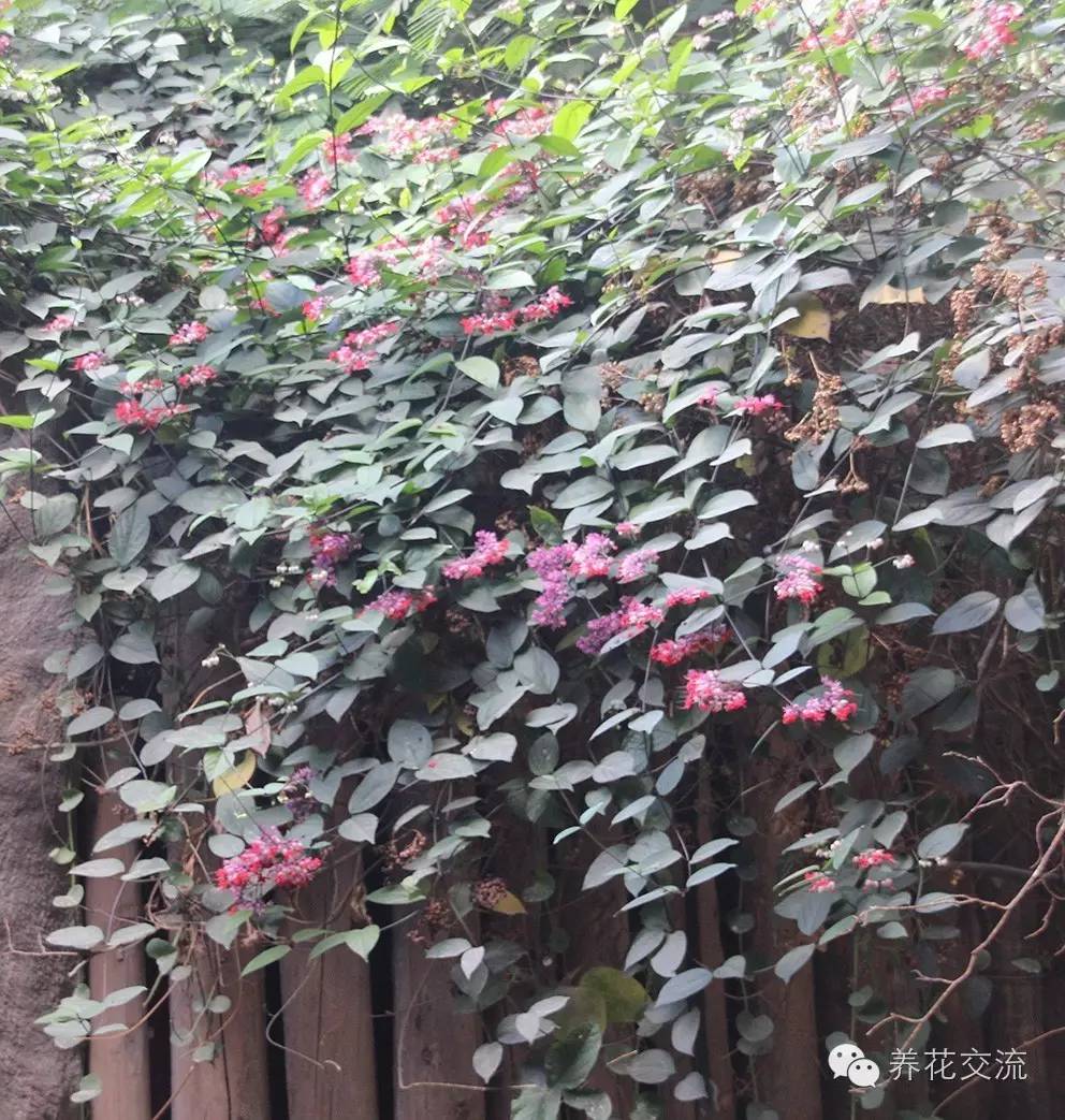 20种常见植物,常见的热带植物盆栽