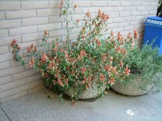 20种常见植物,常见的热带植物盆栽