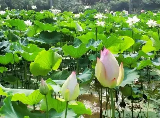 满满收货感的梨王派对！新浪三明的粉丝有大大的惊喜！