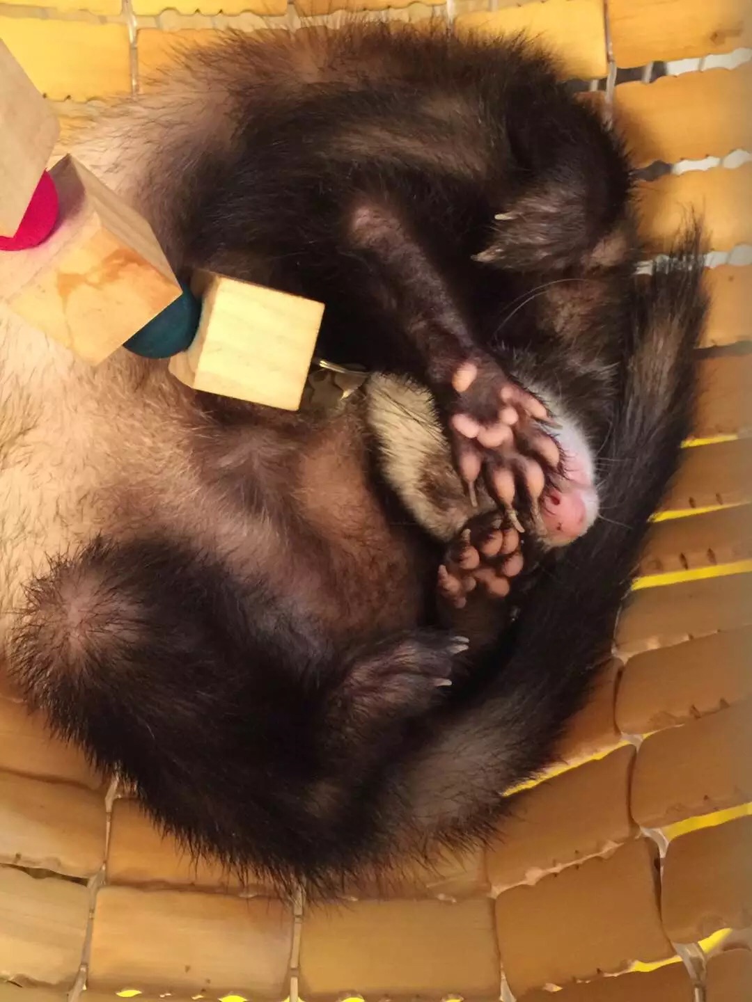 萌萌的安格鲁貂，连小哈士奇都这么喜欢它