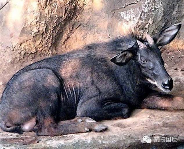 奇形怪物图片,奇形怪物是怎样的