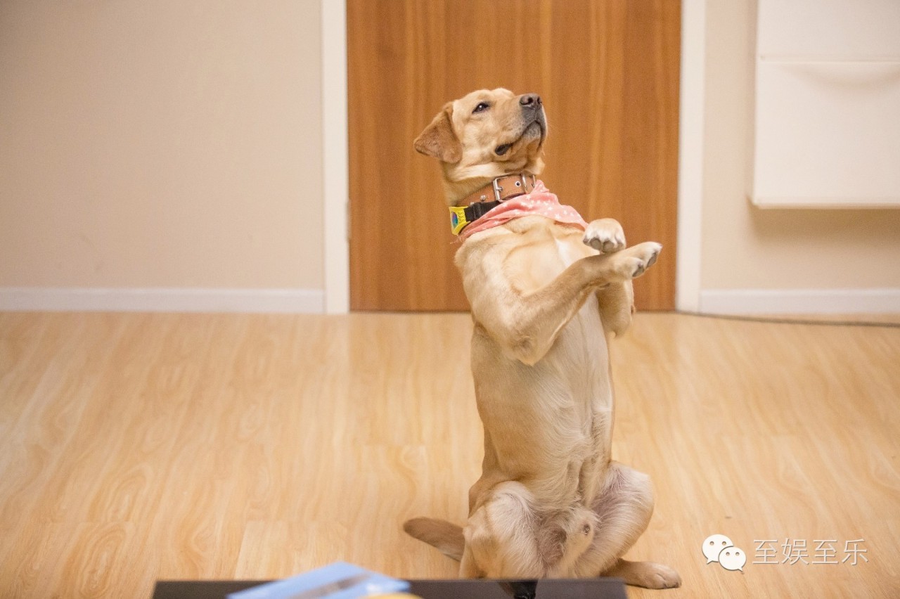 前方萌宠来袭！这些大陆宠物剧你都看过吗？