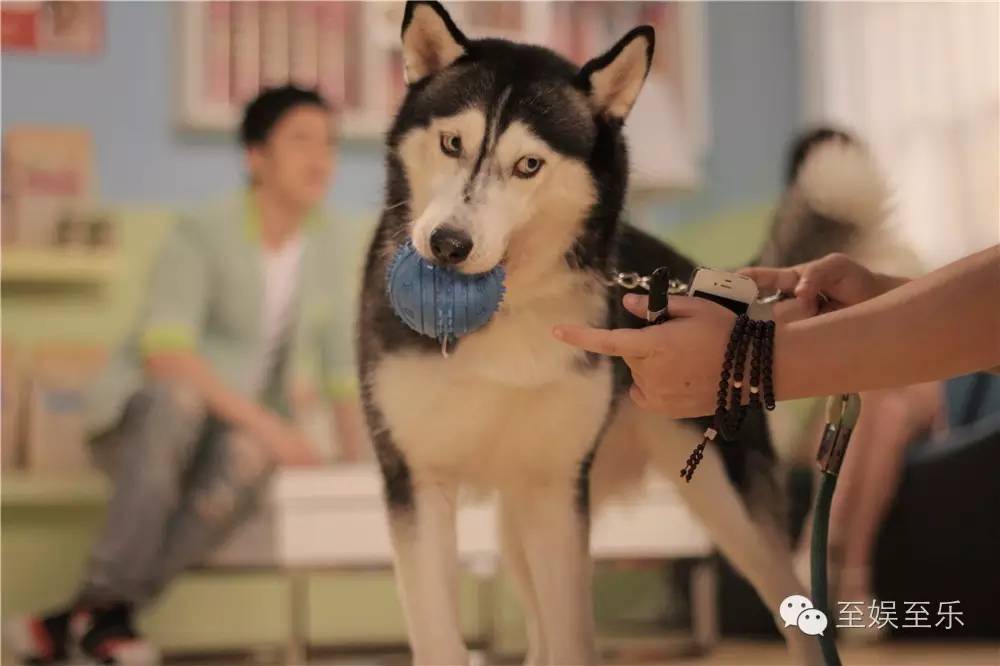 前方萌宠来袭！这些大陆宠物剧你都看过吗？