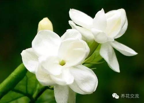 20种常见植物,常见的热带植物盆栽