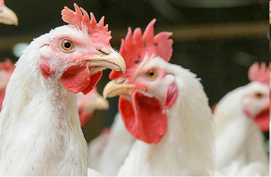 77％的人相信大多数的鸡肉里，添加了激素、类固醇