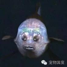 奇形怪物图片,奇形怪物是怎样的