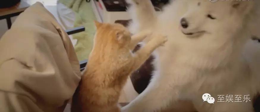 前方萌宠来袭！这些大陆宠物剧你都看过吗？