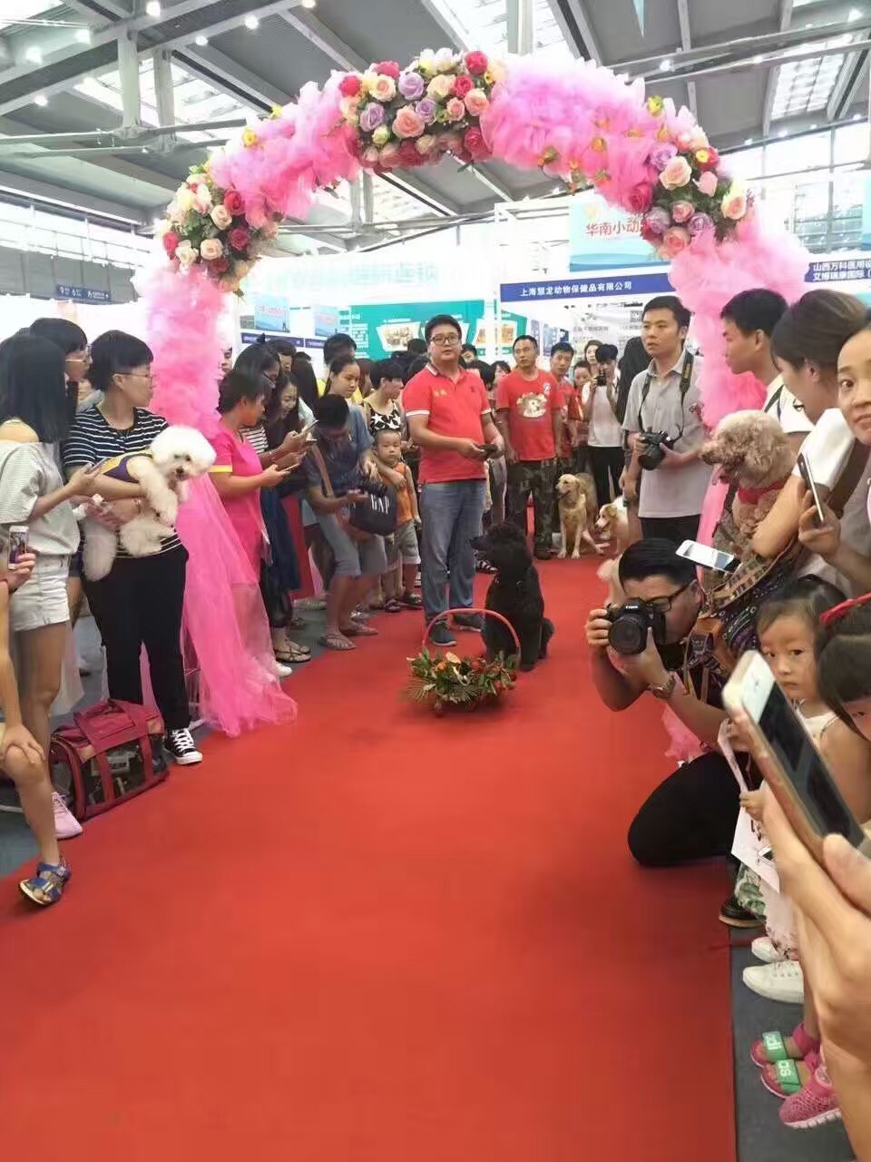 宠物婚礼,宠物婚礼恭喜视频