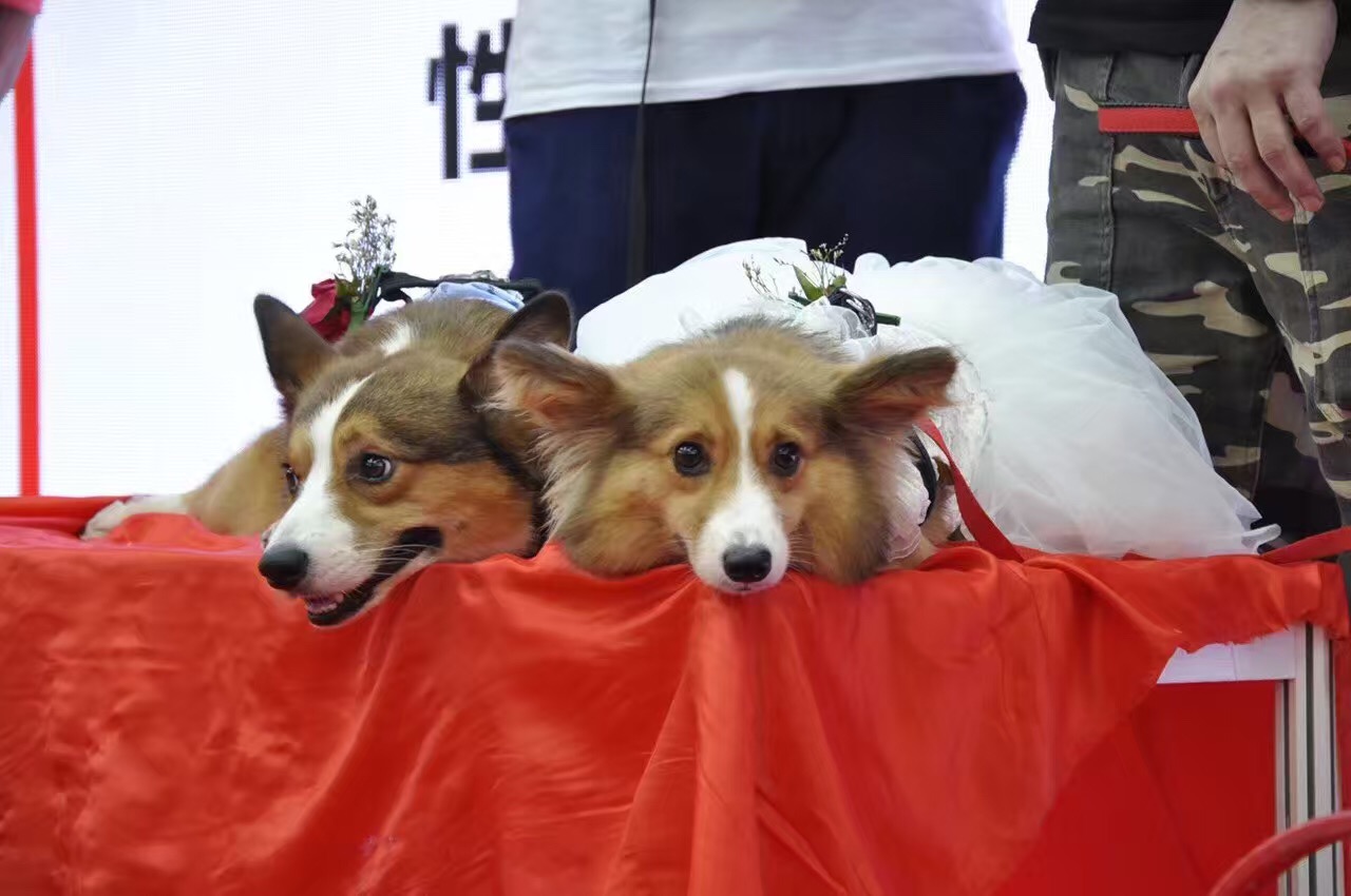 宠物婚礼,宠物婚礼恭喜视频