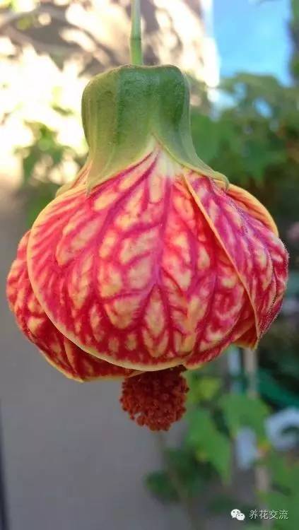 20种常见植物,常见的热带植物盆栽