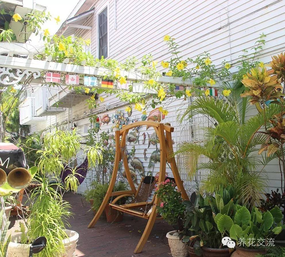 20种常见植物,常见的热带植物盆栽