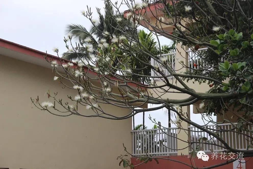 20种常见植物,常见的热带植物盆栽