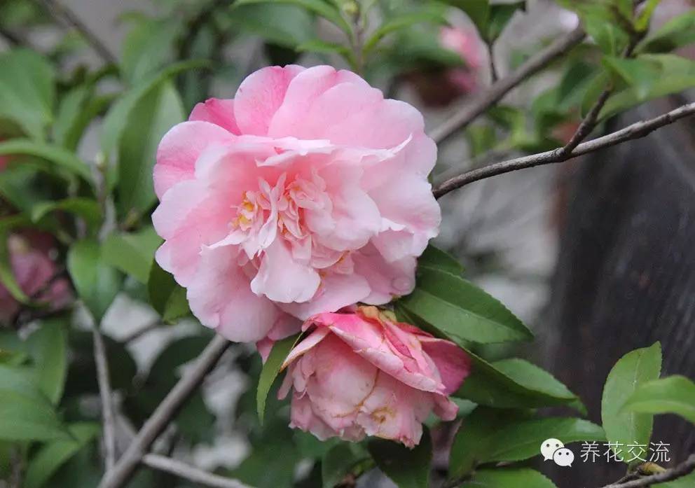 20种常见植物,常见的热带植物盆栽