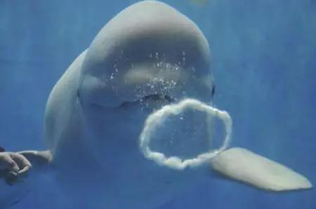 珠海长隆海洋王国一日一夜游攻略,珠海长隆海洋王国攻略两天一夜