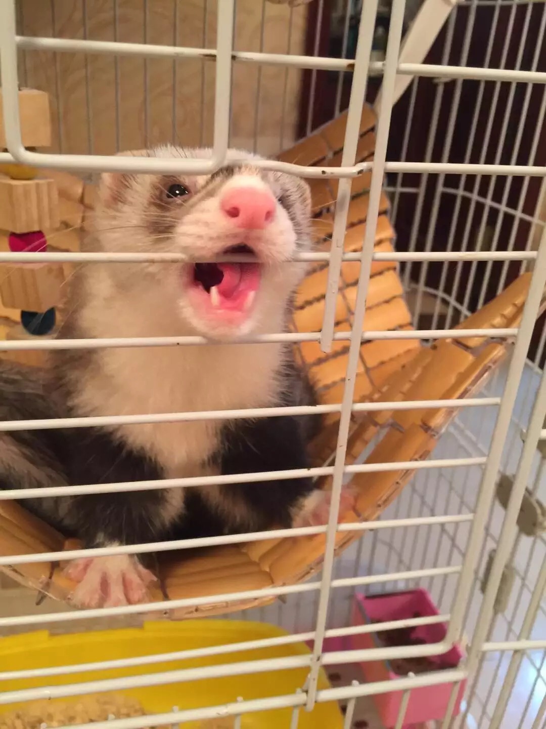 萌萌的安格鲁貂，连小哈士奇都这么喜欢它