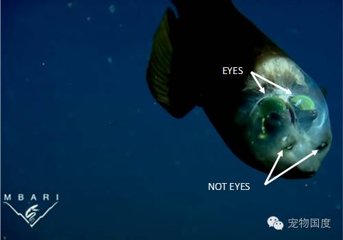 奇形怪物图片,奇形怪物是怎样的