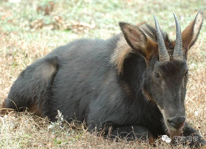 奇形怪物图片,奇形怪物是怎样的
