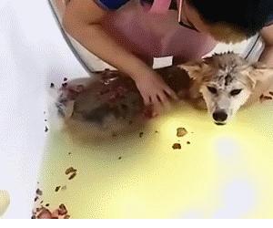 狗狗spa浴缸正确使用方法,自己在家给狗狗做spa