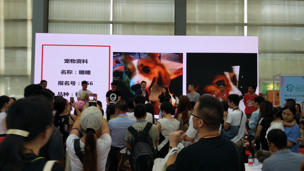 宠物婚礼,宠物婚礼恭喜视频