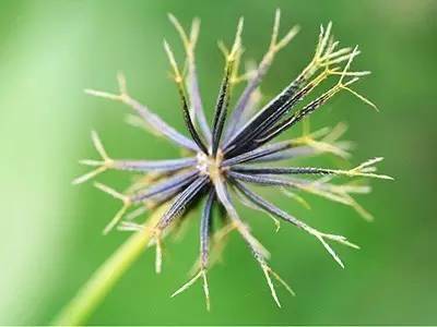 血压高喝中药茶好还是西药片好,高血压哪些中药茶不能喝