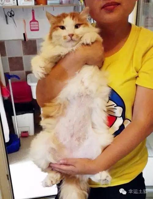 感谢给流浪猫捐款的话,猫咪募捐救助