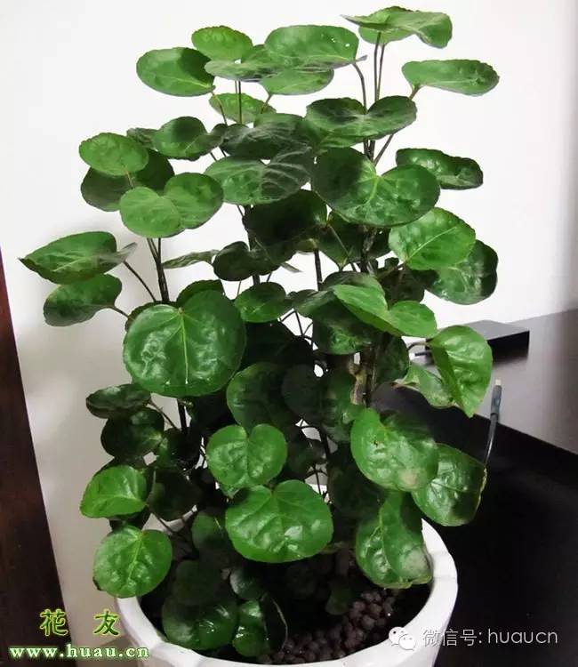 金钱兜养殖方法和注意事项有哪些,金钱兜的养殖方法和注意事项视频