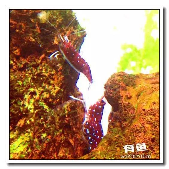 养虾死亡率高,养虾如何避免死亡