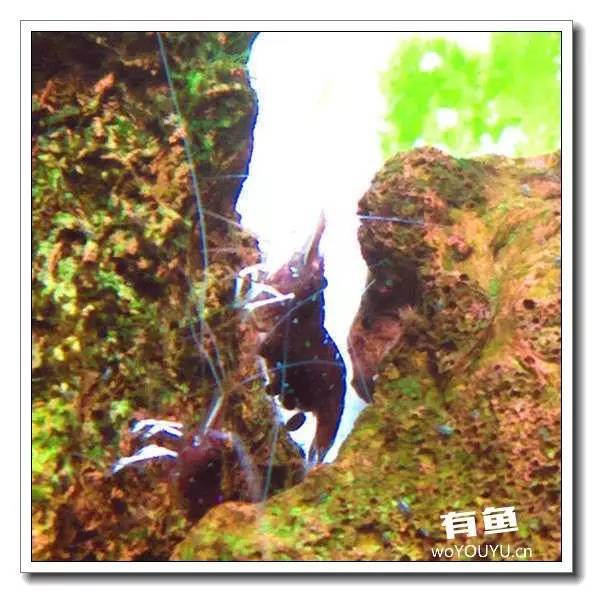 养虾死亡率高,养虾如何避免死亡