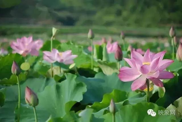 河南赏荷花旅游好去处,河南最美荷花是哪里的景点