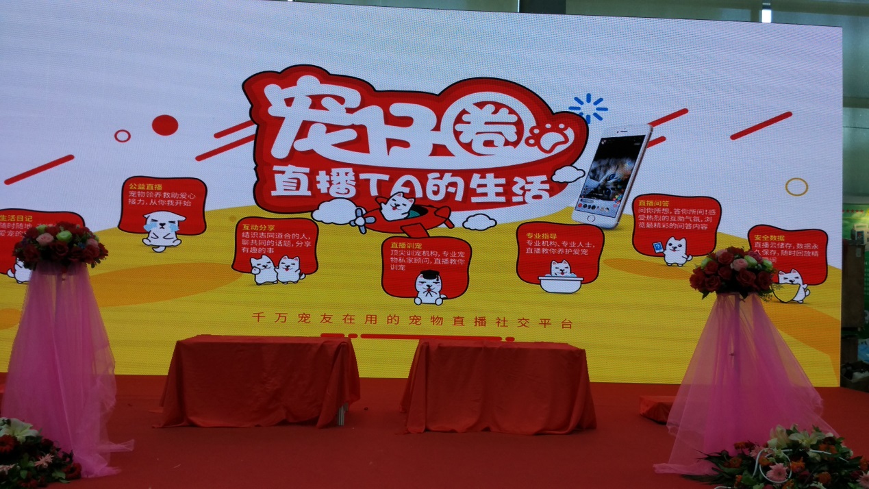 宠物婚礼,宠物婚礼恭喜视频