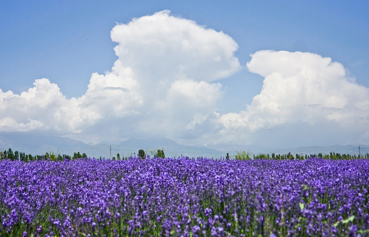 险过独库，美过101，伊犁还私藏着这样一条经典之路！