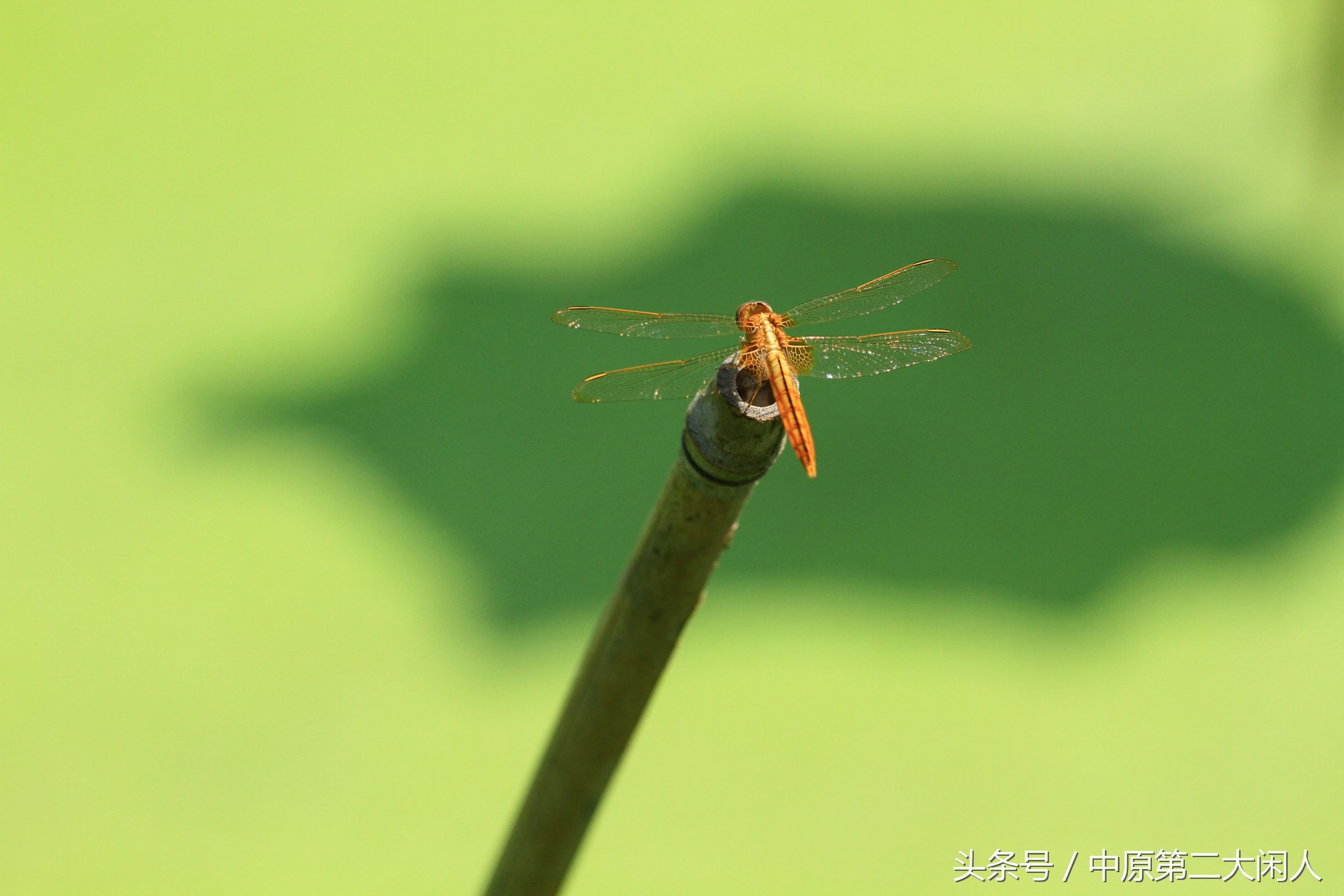 童年趣事抓蜻蜓400字作文,童年趣事抓蜻蜓的作文600字