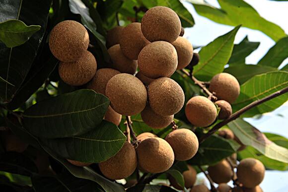 哪些水果可以热着吃又有营养,四种水果热着吃营养加倍