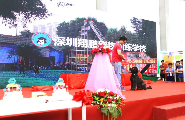 宠物婚礼,宠物婚礼恭喜视频