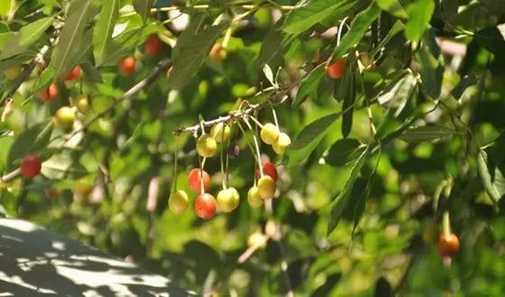 险过独库，美过101，伊犁还私藏着这样一条经典之路！