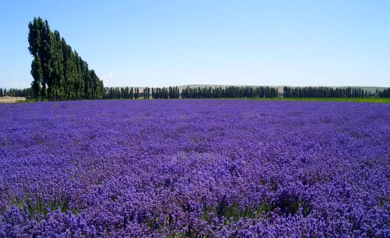 险过独库，美过101，伊犁还私藏着这样一条经典之路！