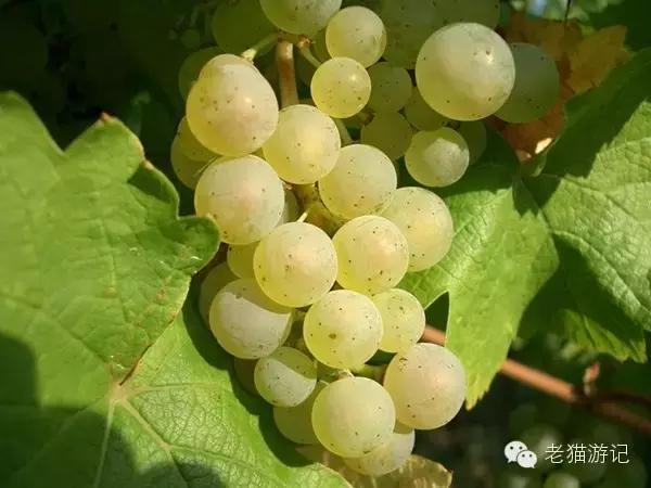 雷司令是葡萄品种还是酒品种,雷司令是红葡萄吗