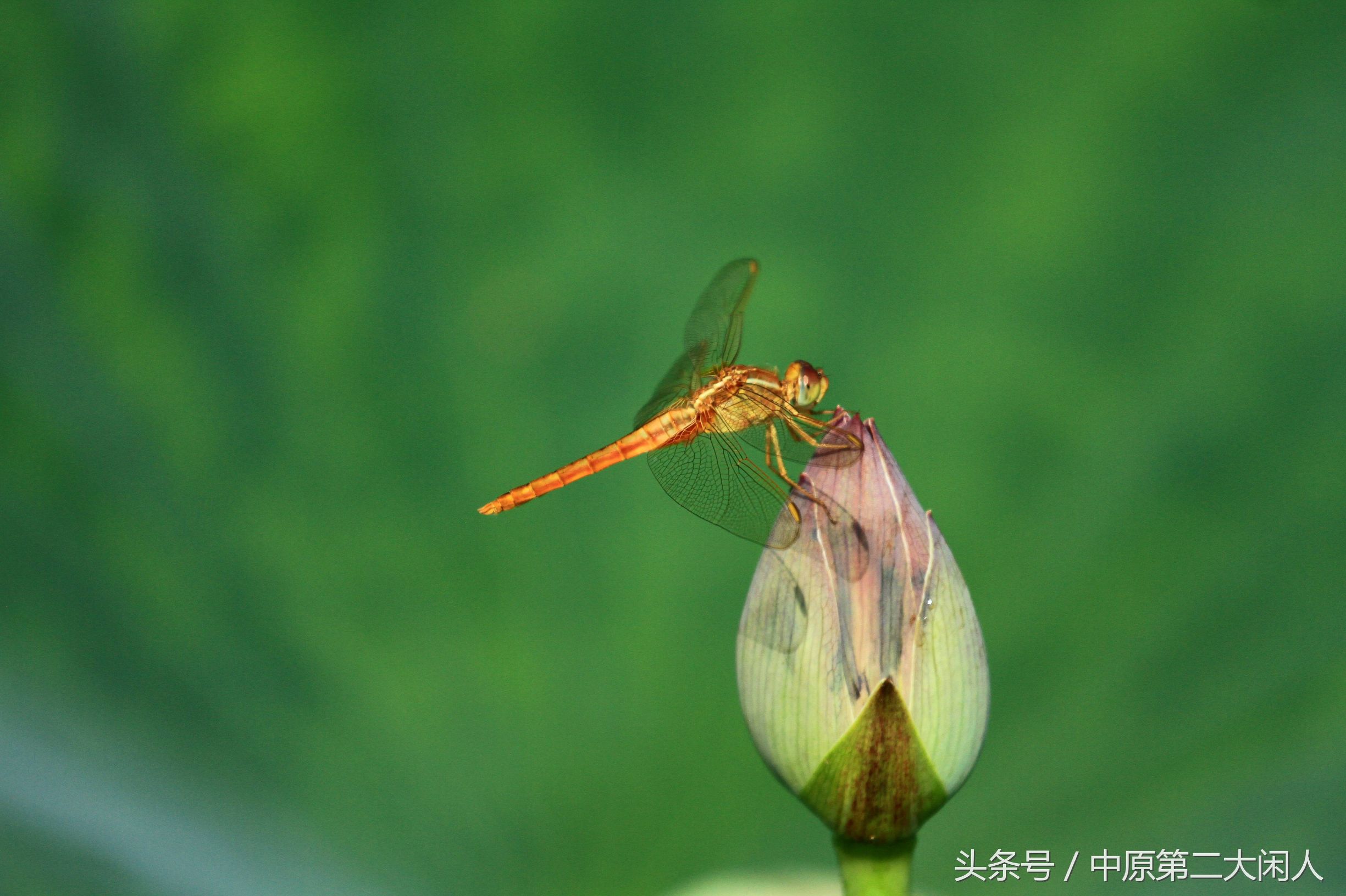 童年趣事抓蜻蜓400字作文,童年趣事抓蜻蜓的作文600字