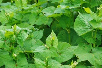 五谷粗粮苦荞饭,五谷之王苦荞的神奇功效