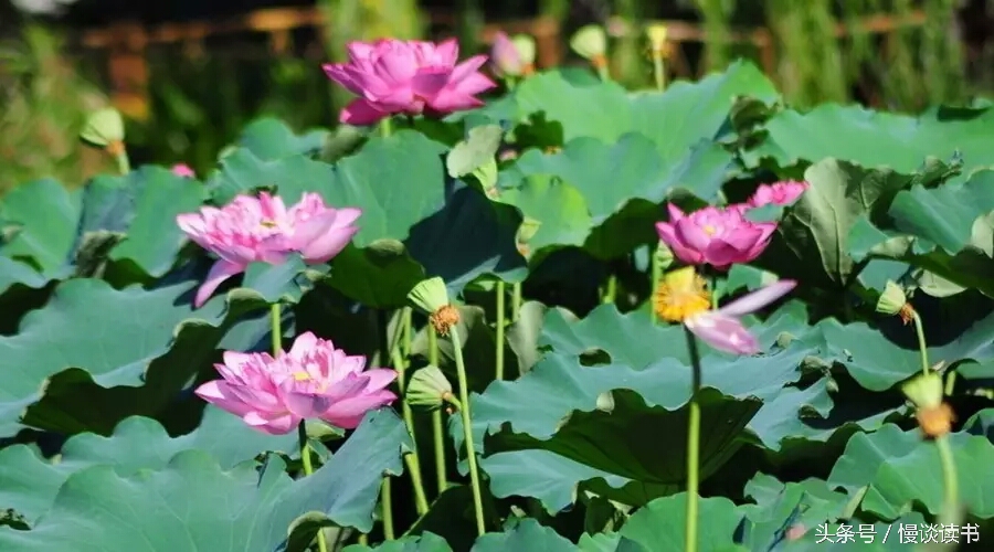 如何阅读一本英文原著,外国文学必读100本书