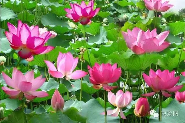 河南赏荷花旅游好去处,河南最美荷花是哪里的景点